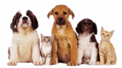 img3.gif
