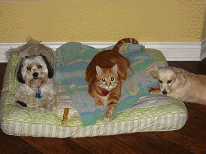 importance of pets for seniors