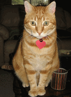 img4.gif