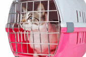 Cat in carrier